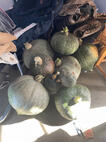 My Kabocha Squash!