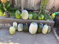My Winter Melons!